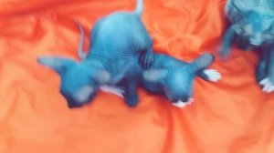 Питомник канадских сфинксов Filisgrass!