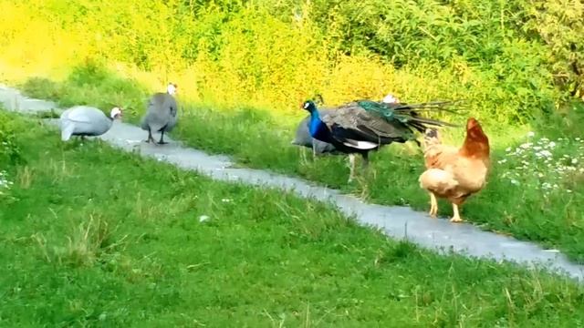Peacock vs guinea fowl смотреть онлайн