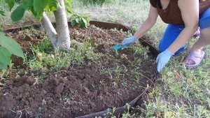 Приствольный круг без сорняков