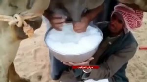 Какое молоко верблюда. Camel milk.  Молоко от верблюда. جمل الحليب