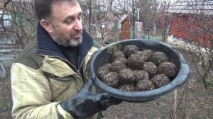 Кемеровский способ посадки семян Дягиля и Мордовника