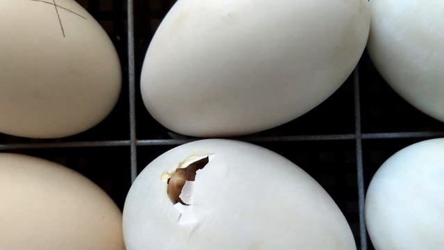 Инкубация утиных яиц.