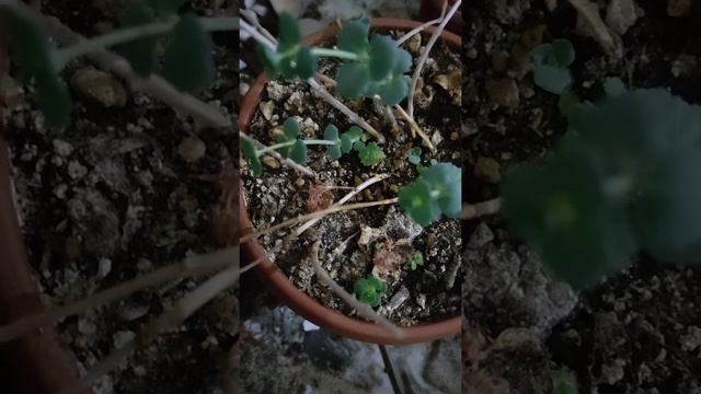 sedum sieboldi смотреть онлайн