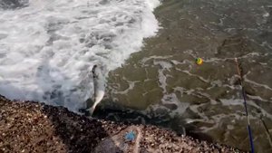 Рыбалка в Турции Морская рыбалка Fishing in Alanya золотополосый сиган Как ловить в море на удочку