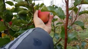 Яблоня Пинк Леди / Apple Pink Lady/