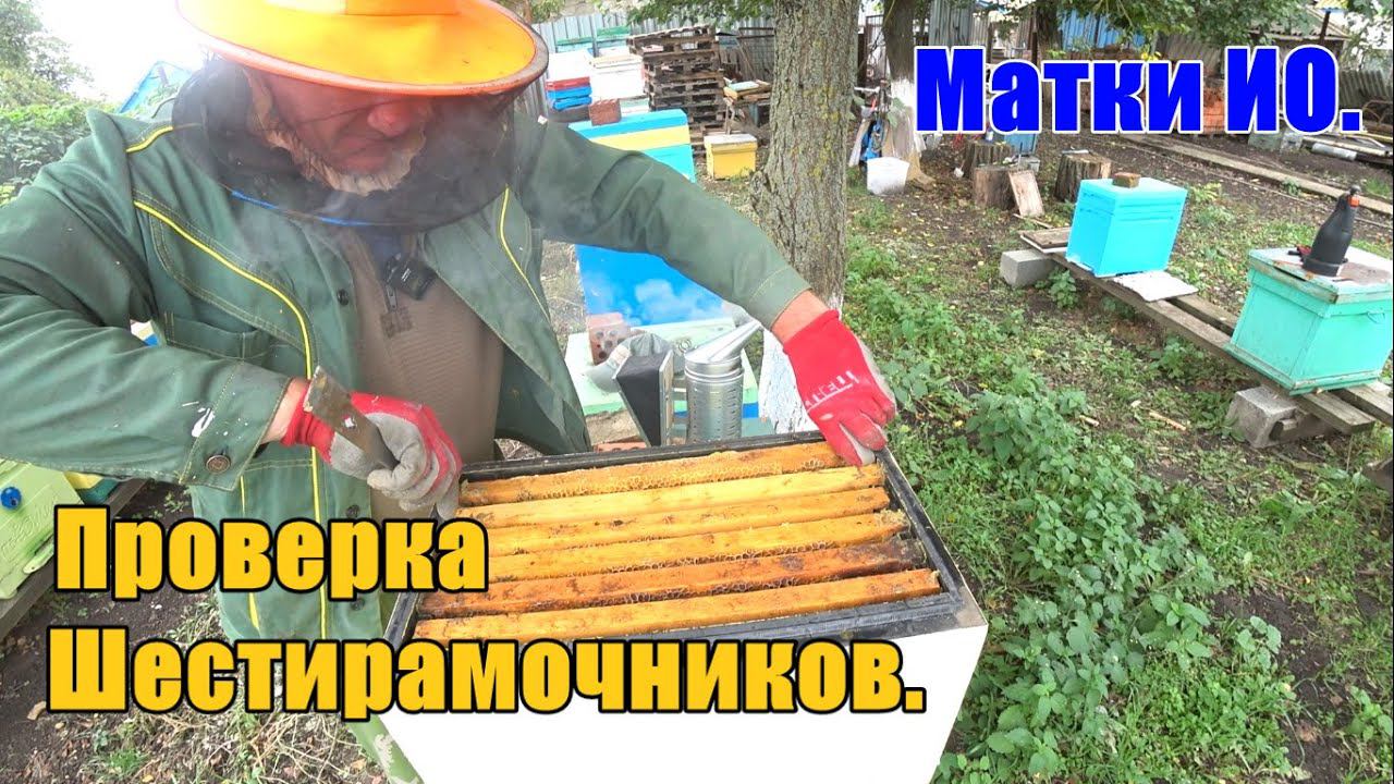Проверка шестирамочников Матки ИО