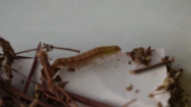 Как гусеница превращается в куколку смотреть онлайн