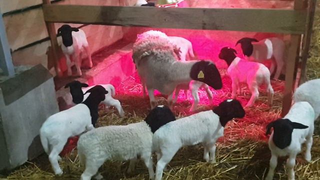 Ягнята Дорпер вечерний движ ясли переселение скоро....