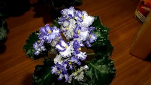 Удобрения для фиалок. Правила внесения и прочие вопросы