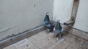 Спортивные голуби/Обзор племенных пар/Racing pigeons/Breeding pairs overview.