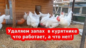 Устраняем запах аммиака в курятнике  проверенные способы