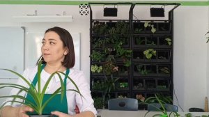 Зелёная Мастерская