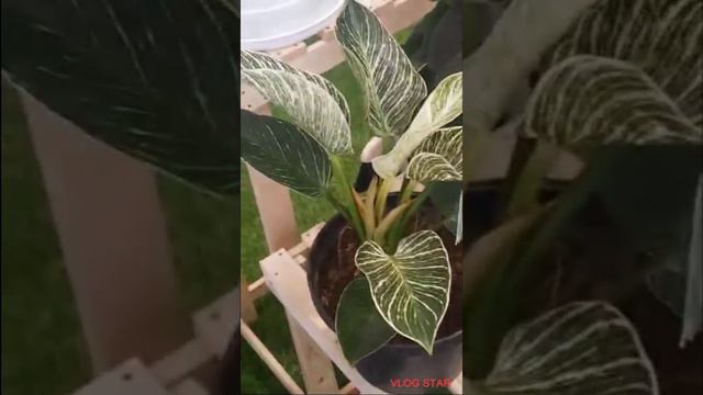Birkin PHILODENDRON Beautiful Plants #shortvideo #asmr смотреть онлайн
