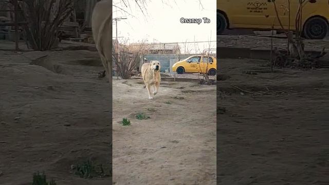 Алабай (САО)Сара #music #musica #travel #automobile #playa #alabai #doglover #дрессировка #dogsvide