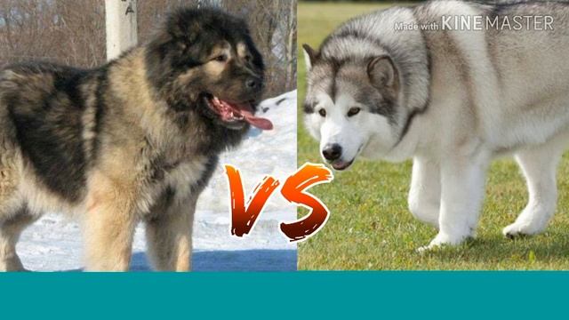 Кавказская овчарка против Аляскинского маламута. Animals Battle. смотреть онлайн