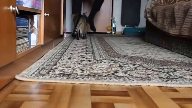 Барсик бегает за ногами смотреть онлайн