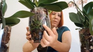 ПОЛИВ орхидей в СТЕКЛЕ