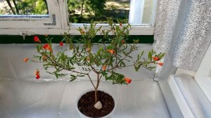 Как вырастить Карликовый Гранат дома (часть 2)