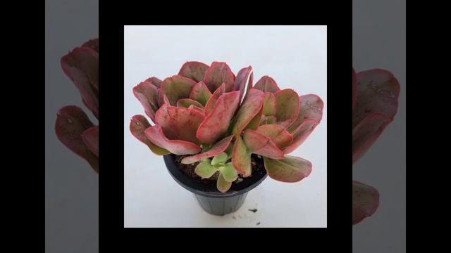 Korean succulents (how to buy Korean succulents directly) смотреть онлайн