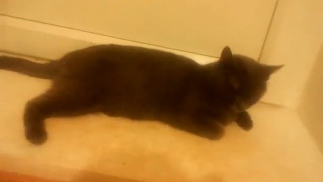 Порода Шартрез смотреть онлайн