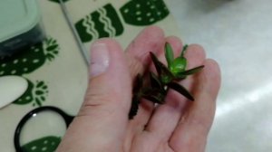 Как быстро укореняется толстянка??🤔