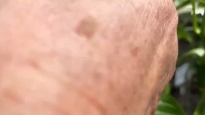 Как ухаживать за помидорами и огурцами