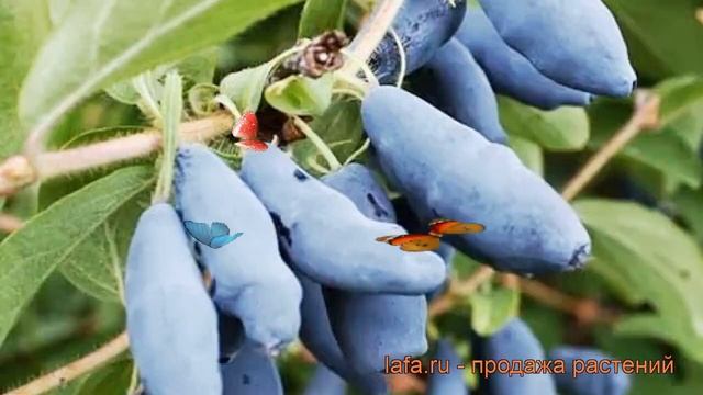 Жимолость съедобная Дуэт (lonicera edulis duet) ? Дуэт обзор: как сажать, саженцы жимолости Дуэт смотреть онлайн