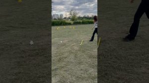 ОКД Бельгийская овчарка