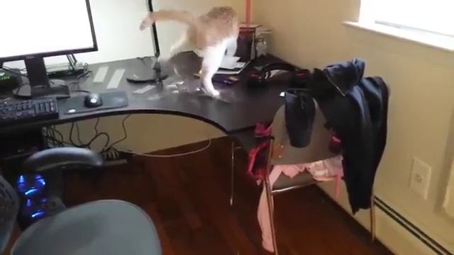 Как отучить кота ходить на столе
