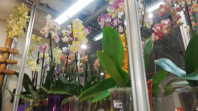 Влог 23. Редкие сорта Фиалок, Хойя и других цветочков/жаль в глубь павильона меня не пустили( смотреть онлайн