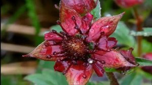 Сабельник лечим суставы