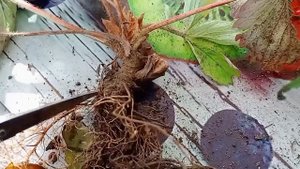 Подготовка земляники садовой ( клубники) к зимнему хранению.