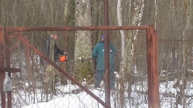 Дача. правильно завалили дерево смотреть онлайн