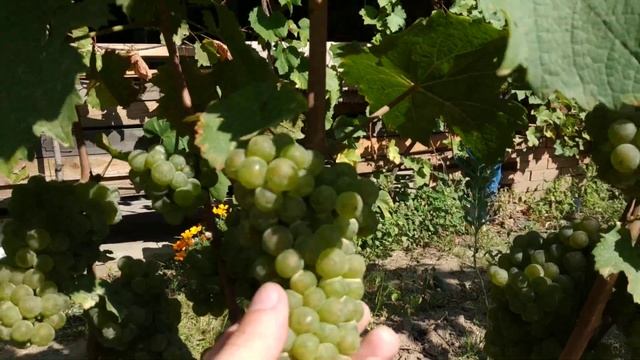 Рислинг Рейнский, среднепоздний беловинный сорт винограда смотреть онлайн