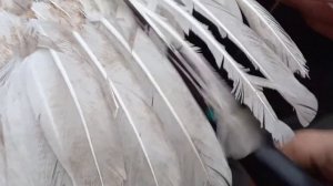 Подрезаем крылья мускусным уткам