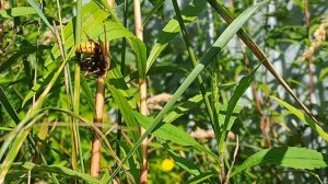 шершень поймал пчелу