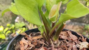 Хосты из питомника Франсен