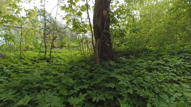 Прогулка Нурика 21/05/2020 Грибы на дереве, собачий глаз, скрытая реклама металлоприемки смотреть онлайн