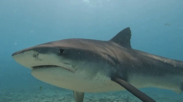 Тигровая акула подходит близко! смотреть онлайн