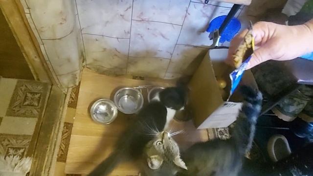 Как приручить дикого котёнка Мама кошка бросила/Котёнок Кузя/Что с глазом у кота 29 ч. смотреть онлайн