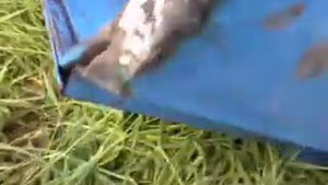 Процесс покраски трактора т-40ам, ремонт капота.