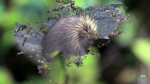 Black and White Animals in English for Kids (with videos)