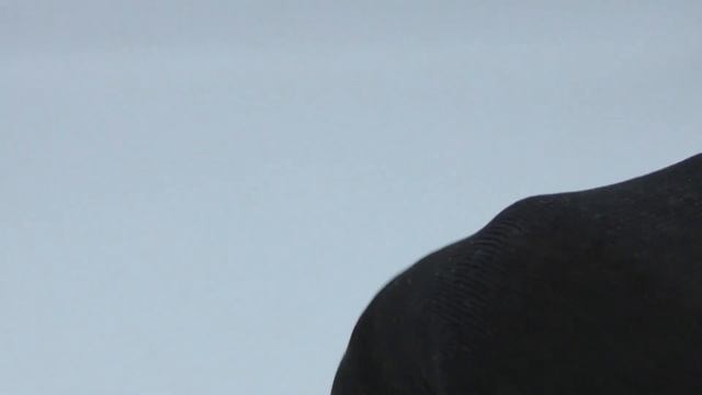 монета рубль 1924 три кладовых рубля