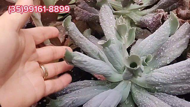 Bastidores da CARANA SUCULENTAS do CANAL LINDA FLOR #plantas #suculentas #katiaferreirasuculentas. смотреть онлайн