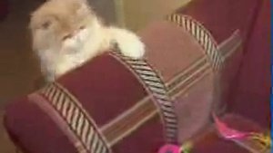 Как выбрать себе питомца