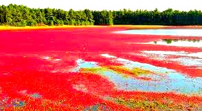 НЕ ОЖИДАЛ ЧТО НА ЭТОМ БОЛОТЕ МНОГО ЯГОД! КЛЮКВУ ХОТЬ ВЁДРАМИ СОБИРАЙ - БОЛОТО УСЕЯНО ЯГОДОЙ