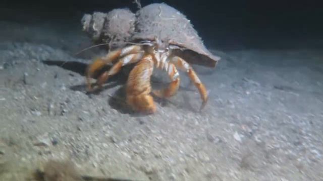 Dykhelg Lysekil151030 смотреть онлайн