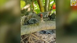 Как накормить брошенных птенцов дрозда