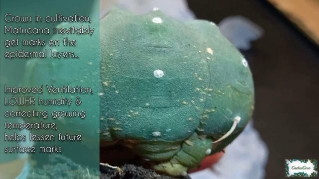 UNBOXING Matucana madisoniorum albiflora Cactus Plant From Woodside Cacti (WWW.WOODSIDECACTI.CO.UK) смотреть онлайн