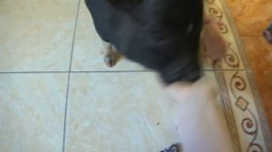 Мини пиги. Минипиг. Сайт : http://9603511.wix.com/minipig